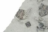 Fossil Crinoid Plate (Ten Species) - Crawfordsville, Indiana #197611-4
